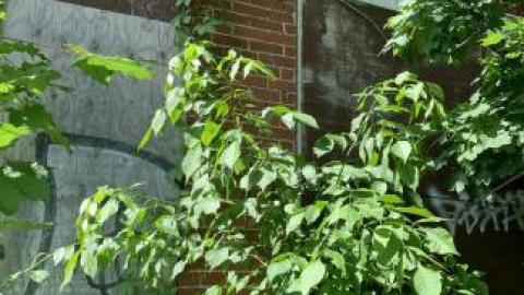 Behind the Wendy's - IMG_4401.jpg