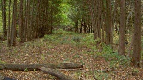 Halloween Witch Magic (2009) - Salems-Lot19.jpg