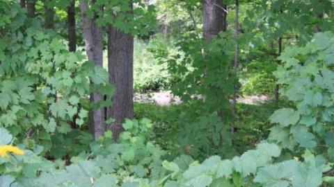 Pioneer Cemetary - River-Valley-Pioneer-Cemetary2.jpg