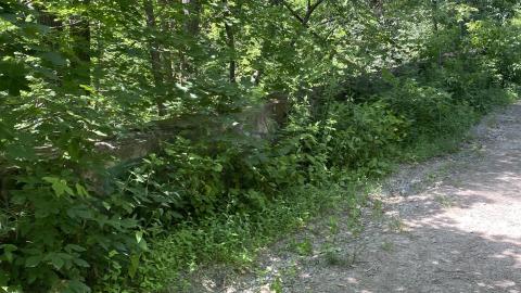 Brige - 4E16EBD6-BB56-463B-B04B-1AA096C76223.jpeg