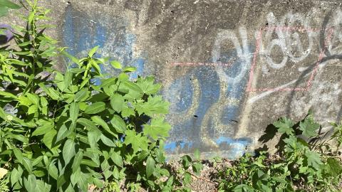 Brige - B52DC49D-7D30-477E-BA7F-0F6A2F515027.jpeg