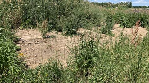 Cobble and Rust - IMG_5114.JPG