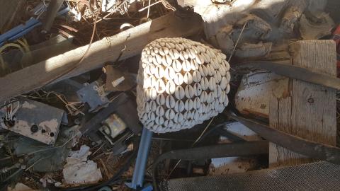 Eager-lee Anticipated - 5.jpg