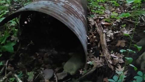 It's not the fall that'll kill ya.....oh wait - 20210708_060951.jpg