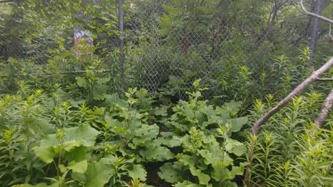 It's not the fall that'll kill ya.....oh wait - 20210708_064118_HDR.jpg