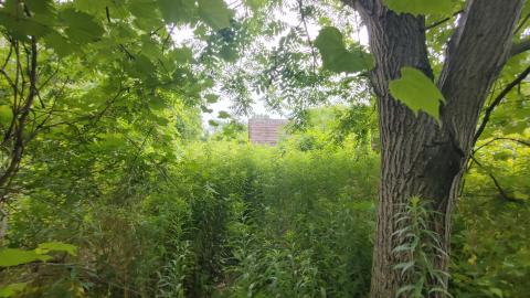 It's not the fall that'll kill ya.....oh wait - 20210708_072411_HDR.jpg