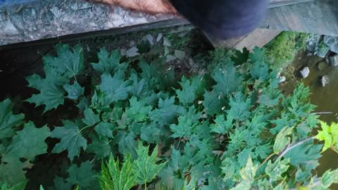 It's not the fall that'll kill ya.....oh wait - 20210714_211512.jpg