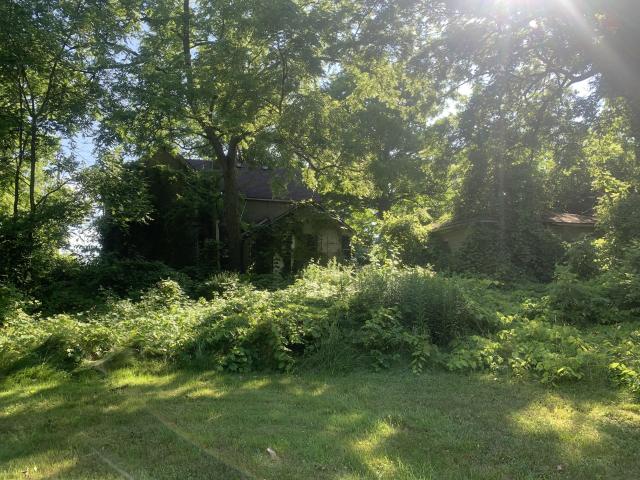 Thorns, Mold, Spiders! - Hamilton, Ontario