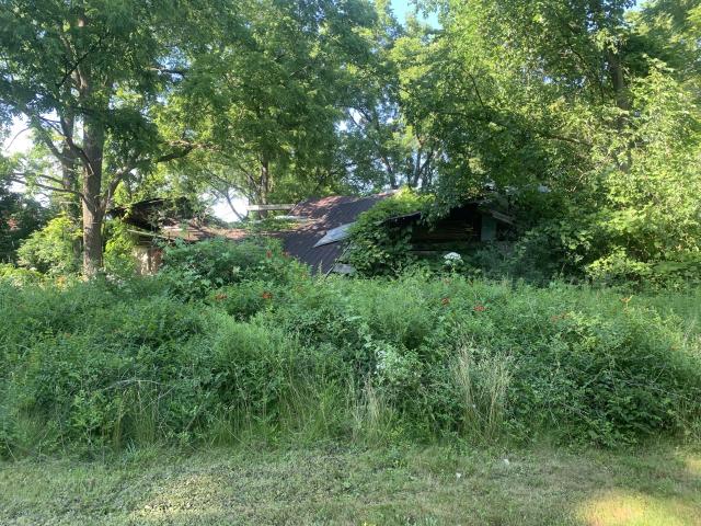 Thorns, Mold, Spiders! photo 5