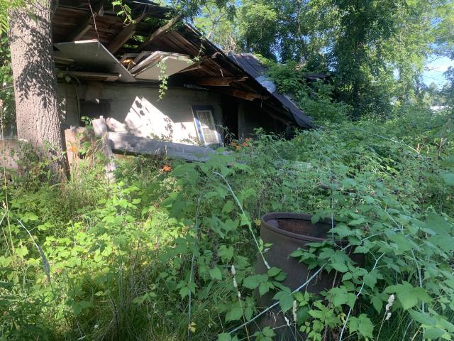 Thorns, Mold, Spiders! photo 5