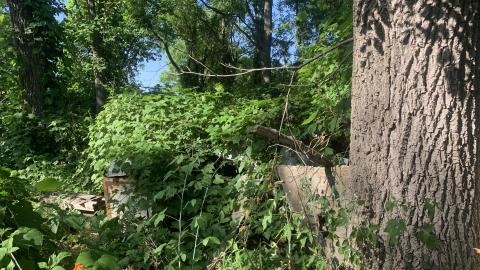 Thorns, Mold, Spiders! July 2022 - IMG_5215.JPG