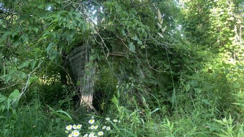 Thorns, Mold, Spiders! July 2022 - IMG_5217.JPG