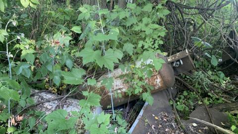 Thorns, Mold, Spiders! July 2022 - IMG_5224.JPG