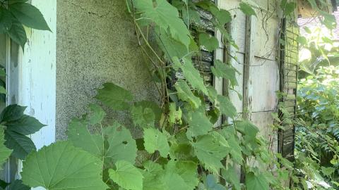 Thorns, Mold, Spiders! July 2022 - IMG_5227.JPG