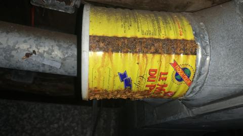 Thorns, Mold, Spiders! July 2022 - IMG_5240.JPG