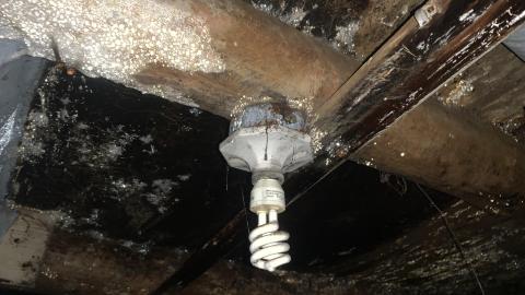 Thorns, Mold, Spiders! July 2022 - IMG_5242.JPG