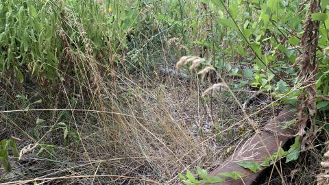 Remnants of The Hamilton Radial Electric Railway July 2022 - IMG_5400.JPG