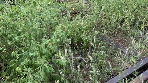 Remnants of The Hamilton Radial Electric Railway photo 2