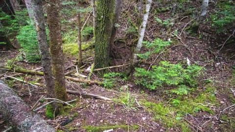 07/07/22 - Albert Manufacturing Co. Mine - IMG_2407.JPG