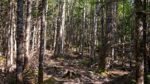 07/09/22 - Picturesque Adit - IMG_2442.JPG