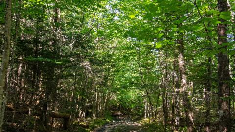 Minesville Adit / Shanghai Workings - Halifax, Nova Scotia