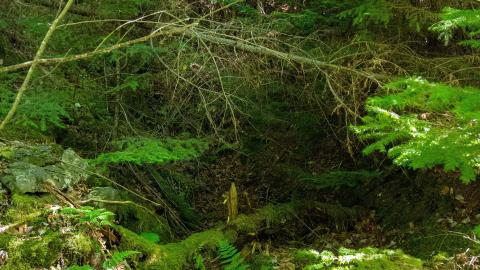 07/09/22 - Picturesque Adit - IMG_2445.JPG