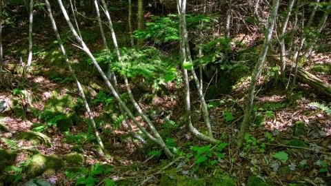 Minesville Adit / Shanghai Workings photo 4