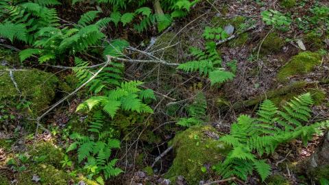 Minesville Adit / Shanghai Workings photo 5