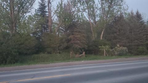 Flynn's Turn Farm - 20220518_205846.jpg