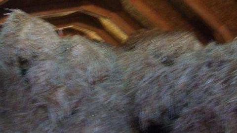 Gallery - Barn-Style-Shed38.jpg