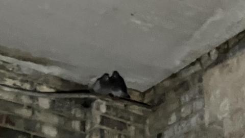 Decrepit - 4932F201-7E03-4A88-8C78-6624693DBBD9.jpeg