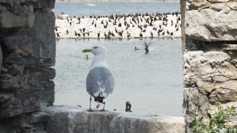 Photo from Two Flights To Gull Island - August 2022