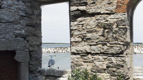 Photo from Two Flights To Gull Island - August 2022