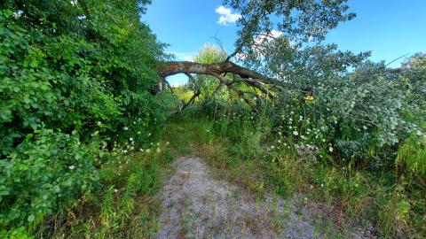 Fallen tree