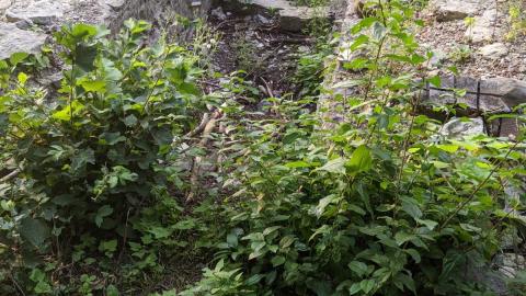 Parliament mill photo 3