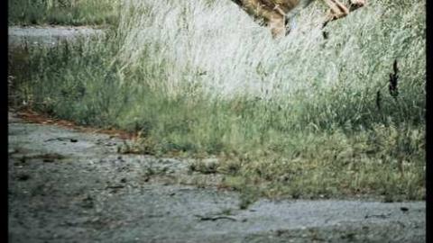 CFB Rockcliffe - 2011 - CFB-Rockliffe27.jpg