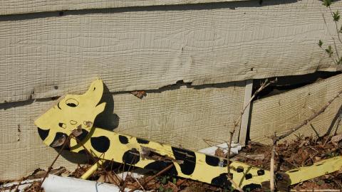 March 22, 2012 - Long Necks Down.JPG