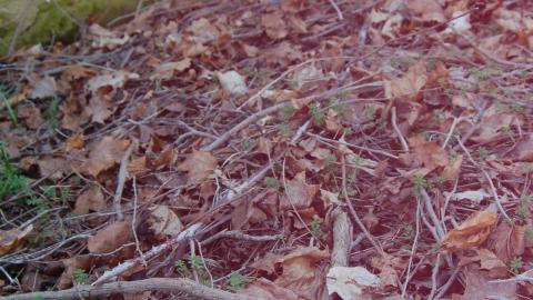 March 22, 2012 - the only life on this lot.JPG