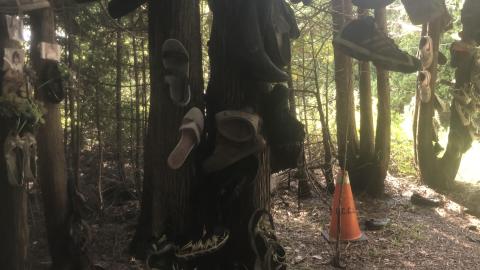 Roadside Curiosity Trap - 4AFE8DAC-E09D-417A-98A9-3DE2D5B6C3B2.jpeg