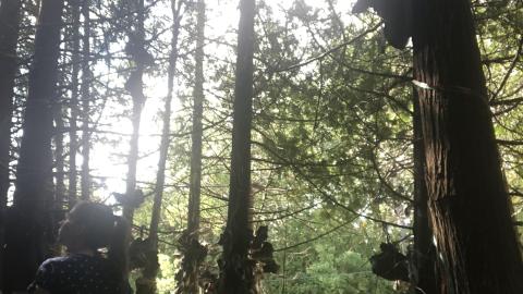 Roadside Curiosity Trap - CF8339C8-039C-4C96-80FD-617AE9D79A0B.jpeg