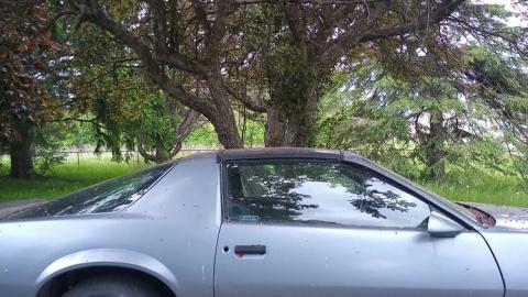 Jimi Hendrix and AC/DC - Airstream Camaro House (22).jpg