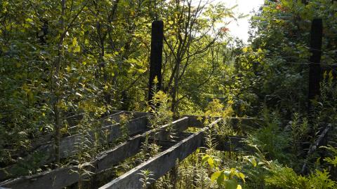 Second Visit to the Burned Cabin 09-17-2022 - _DSC0294.JPG