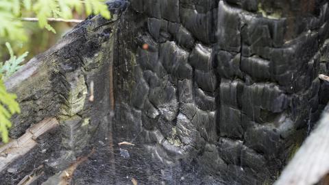 Second Visit to the Burned Cabin 09-17-2022 - _DSC0322.JPG