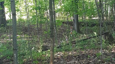 William Wilson Pioneer Cemetary photo 5