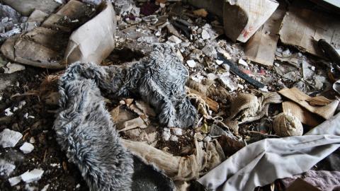 Looks Safe To Me Dum Dum - March 2013 / May 2014 / September 2017 - DSC_0135.jpg