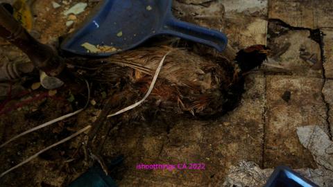 No Angry Lady In Sight (AUG 2022) - IMG_7769.JPG