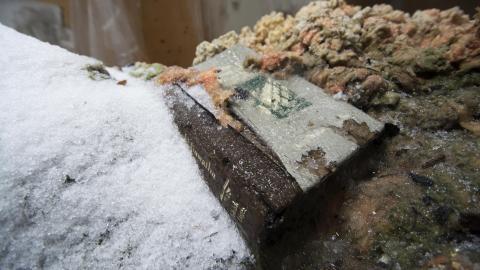 Return of the Swamp Thing - February 2017 - DSC_0830.jpg