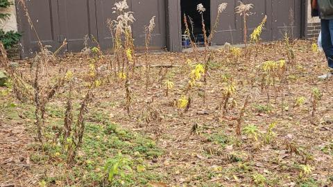 Photo from Dec 9th visit.