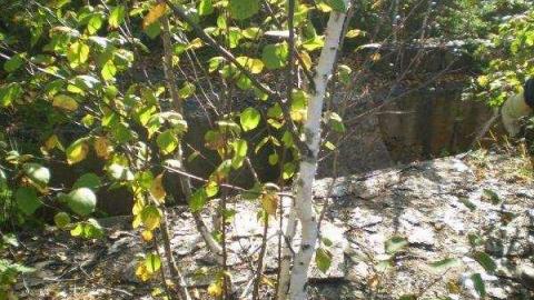 Gallery - Long-Lake-Gold-Mine5.jpg