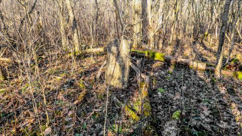 Morningstar Burial photo 3